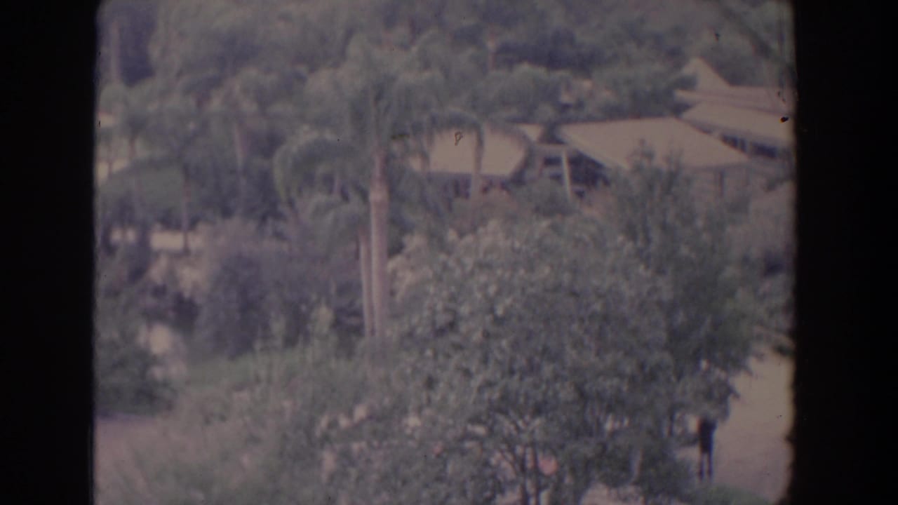 Palm trees and estate rooflines seen through soft focus, with vegetation filling the foreground.
