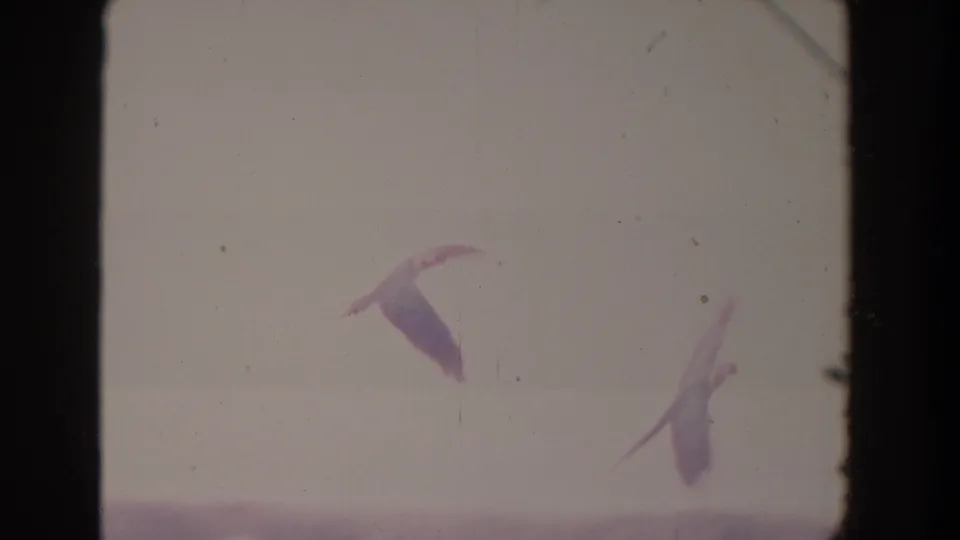 Two birds, possibly parrots, cross a pale washed-out 1958 Florida home-movie frame above a faint landscape line.