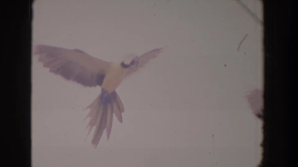 A flying bird with spread wings is caught in soft, faded 1958 Florida 8mm footage against a bright pale background.