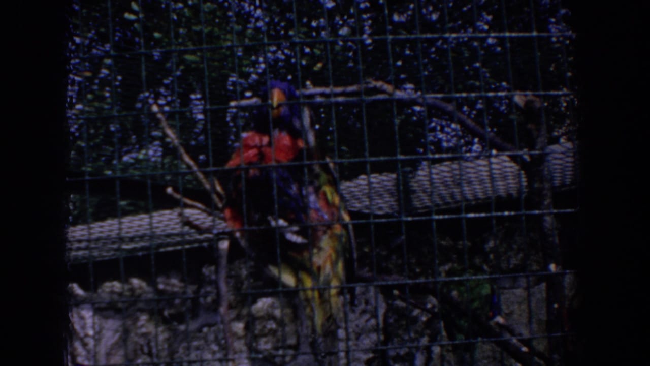 1958 Florida 8mm frame showing colorful captive birds behind wire mesh, with branches, trees, and a stone backdrop visible.