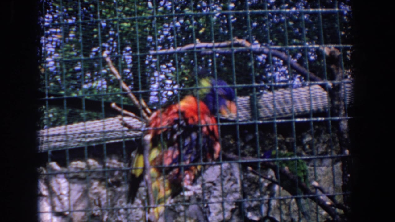 1958 Florida home-movie frame with a red macaw-like bird on wire mesh beside green and blue birds in a sunny outdoor cage.