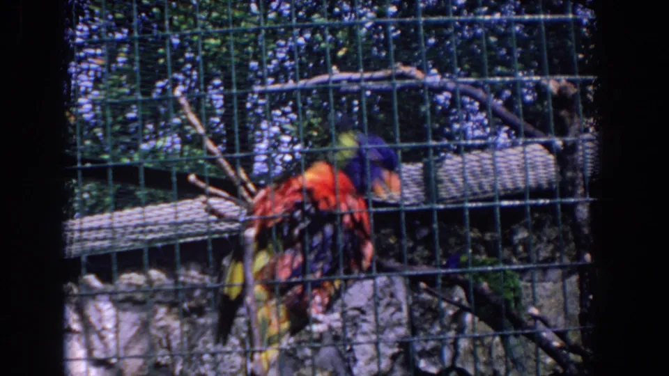 1958 Florida home-movie frame with a red macaw-like bird on wire mesh beside green and blue birds in a sunny outdoor cage.