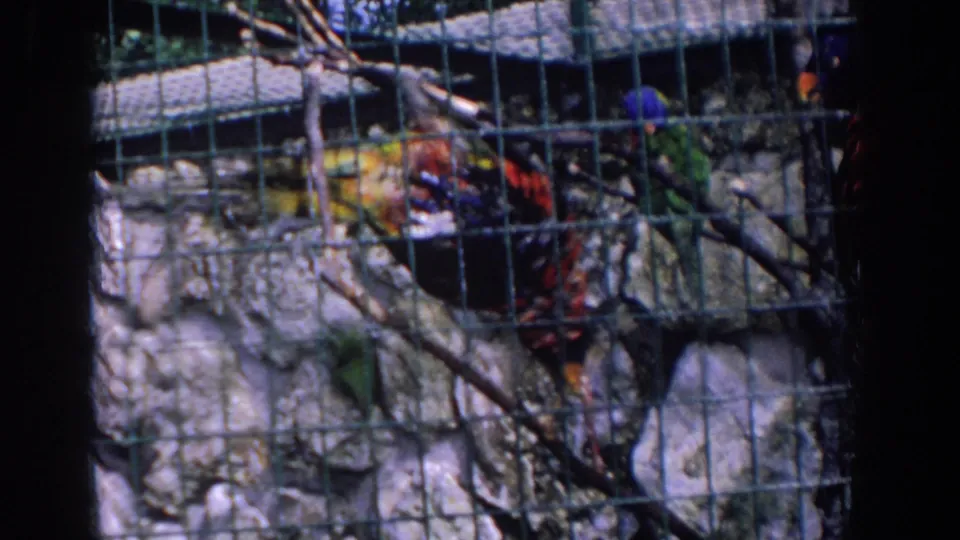 1958 Florida 8mm frame showing multiple bright birds in a wire enclosure, partly obscured by branches and cage bars.