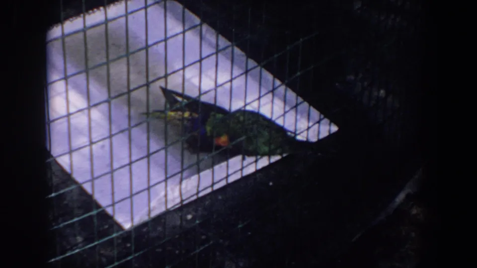 1958 Florida 8mm frame showing a darker bird inside the cage near a white tray, with wire mesh and deep shadow around the enclosure.