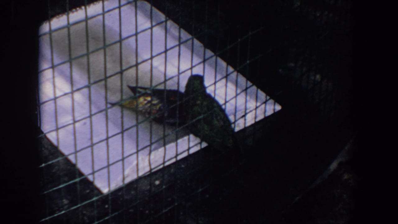 1958 Florida 8mm frame showing a dark green parakeet inside a wire birdcage with white surfaces behind it.