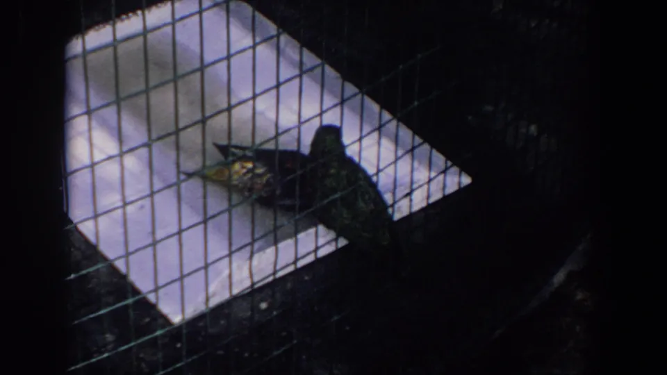 1958 Florida 8mm frame showing a dark green parakeet inside a wire birdcage with white surfaces behind it.