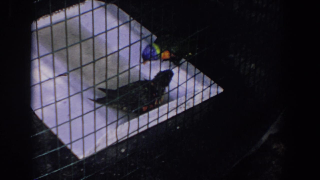 1958 Florida home-movie frame with colorful parakeets seen through a square wire cage grid.