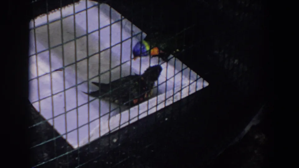 1958 Florida home-movie frame with colorful parakeets seen through a square wire cage grid.