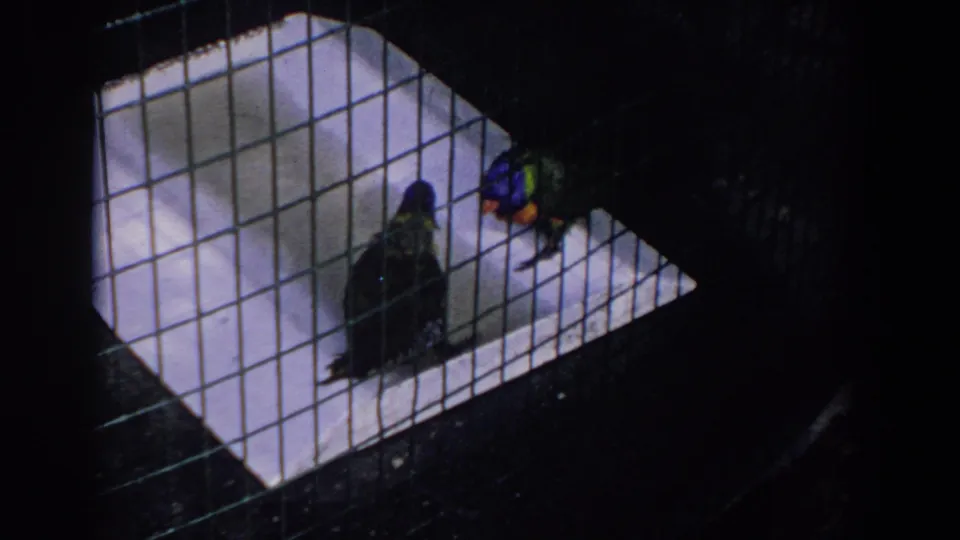 1958 Florida 8mm frame showing parakeets behind a wire grid, with soft focus and dark exposure around the cage.