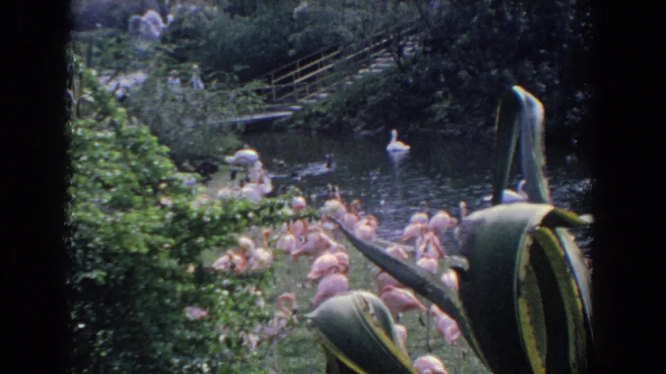 1958 Florida 8mm frame showing flamingos clustered by a landscaped pond with greenery and a bridge behind them.