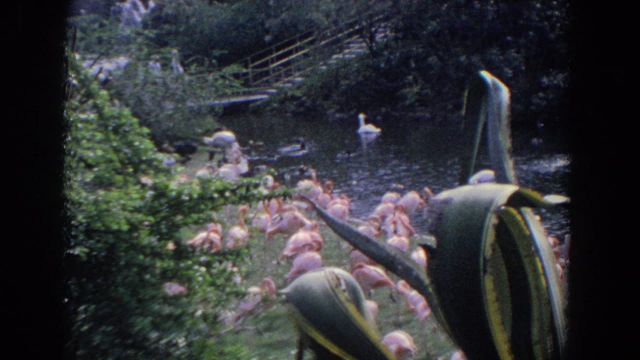 Flamingos gather beside a pond with swans and ducks in the water behind them.