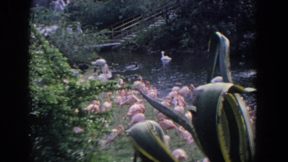 1958 Florida 8mm frame of pink flamingos near a landscaped pond, with white swans, ducks, foliage, and a bridge in the background.