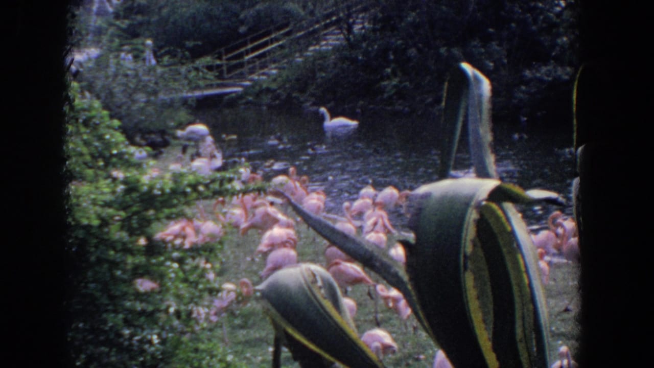 A flock of flamingos stands at the pond edge with swans and ducks visible in the water.