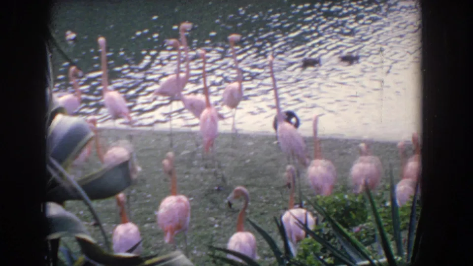 1958 Florida 8mm still showing flamingos in shallow pond water, ducks on rippled water, and tropical leaves at the lower edge of frame.