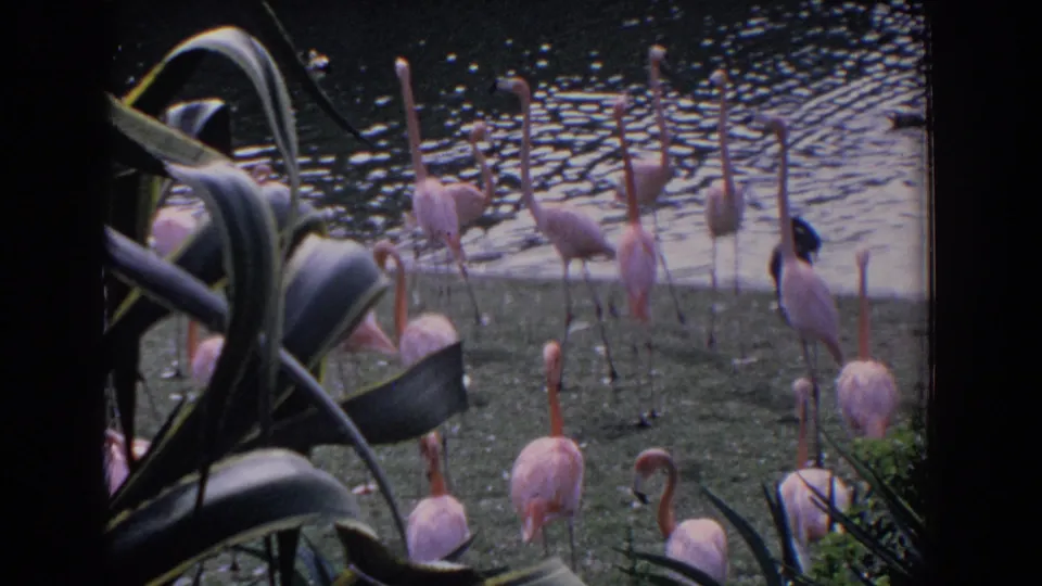 1958 Florida home-movie frame of flamingos at a pond edge, ducks on the water, and broad tropical leaves partly obscuring the foreground.