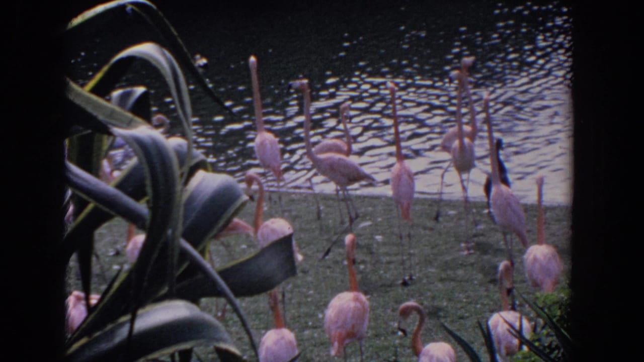 Pink flamingos stand by a pond behind large tropical leaves and dark frame edges.