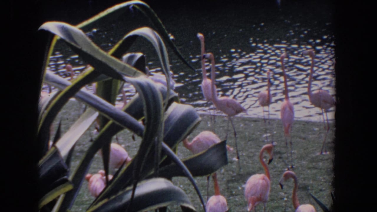 Flamingos stand and walk near rippled water with tropical leaves in the foreground.