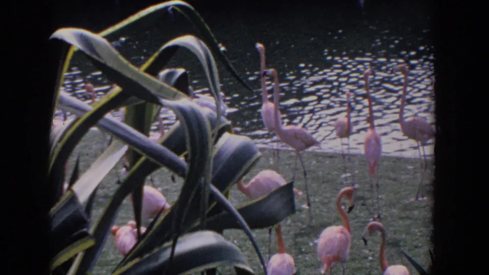 Pink flamingos move along a Florida pond edge in a 1958 home-movie frame, seen past large green leaves.