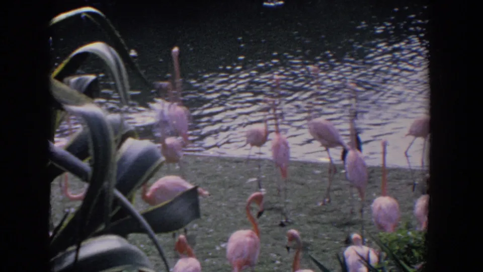 1958 Florida 8mm still of flamingos on a grassy bank beside dark rippled water, viewed through foreground plants.