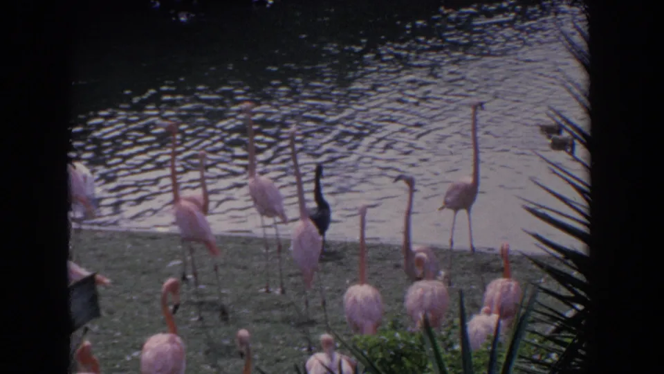 Pink flamingos stand along a Florida pond edge in 1958 footage, with water reflections and tropical foliage framing the scene.