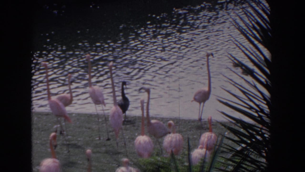 Flamingos stand along a pond edge with rippled water and palm fronds nearby.