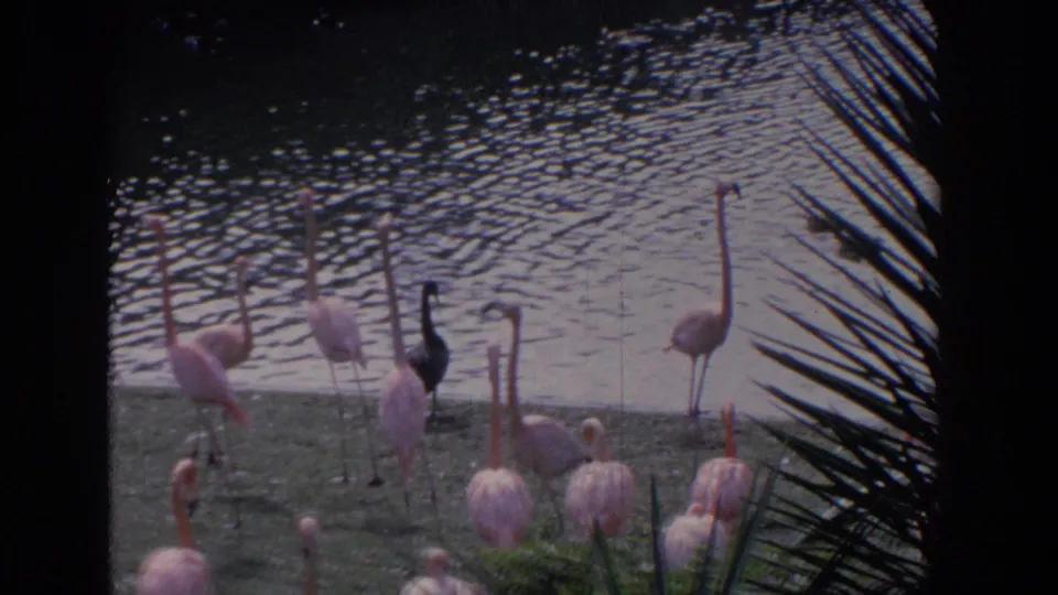 1958 Florida 8mm frame showing pink flamingos gathered at a pond edge, with rippled water and tropical foliage in view.