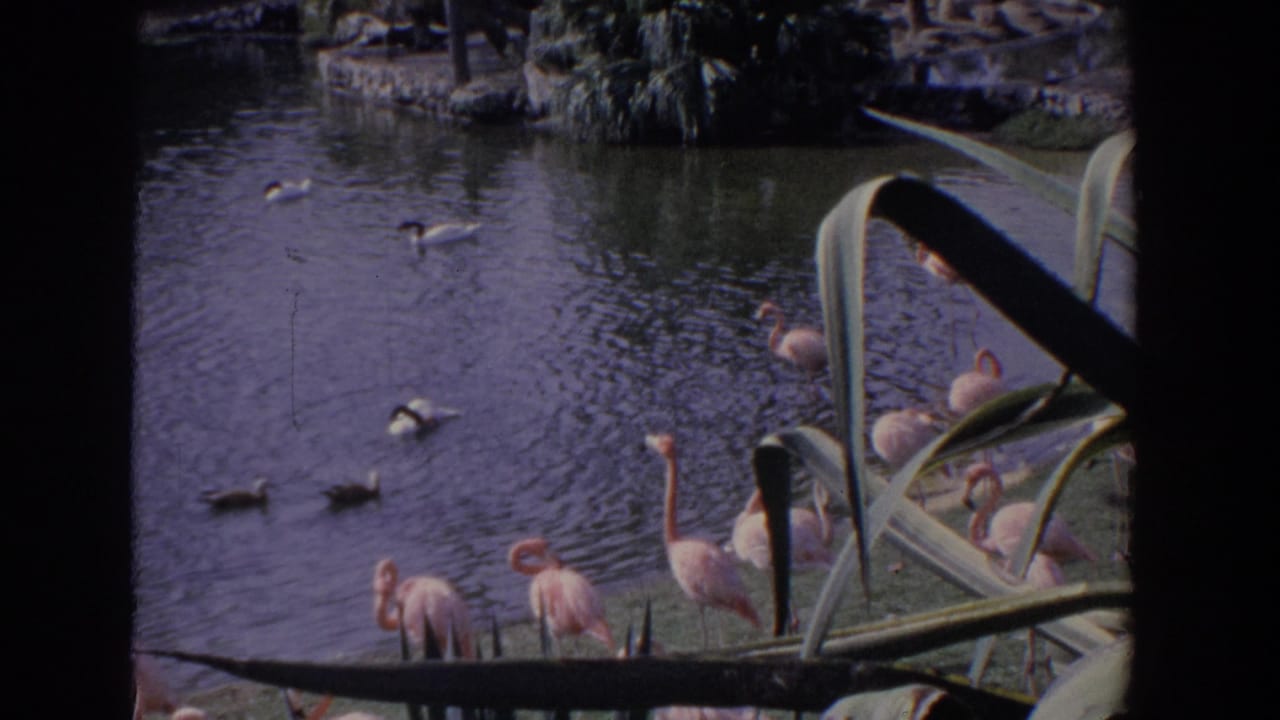 Flamingos stand near a pond while ducks and larger white birds swim in the water.