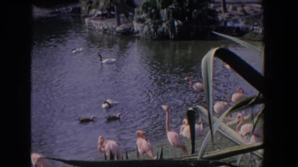 1958 Florida 8mm frame showing ducks and white water birds on a pond, with flamingos partly visible near the lower shoreline.