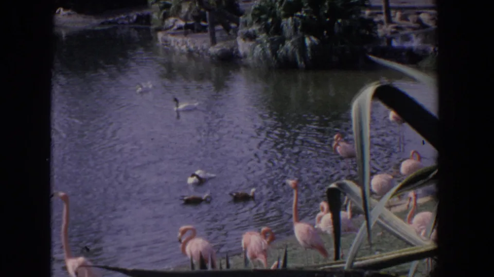 1958 Florida 8mm frame of flamingos beside a pond with ducks and white water birds swimming in a landscaped setting.
