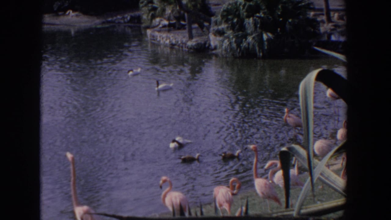 Flamingos and ducks gather in a tropical pond seen through dark frame edges.