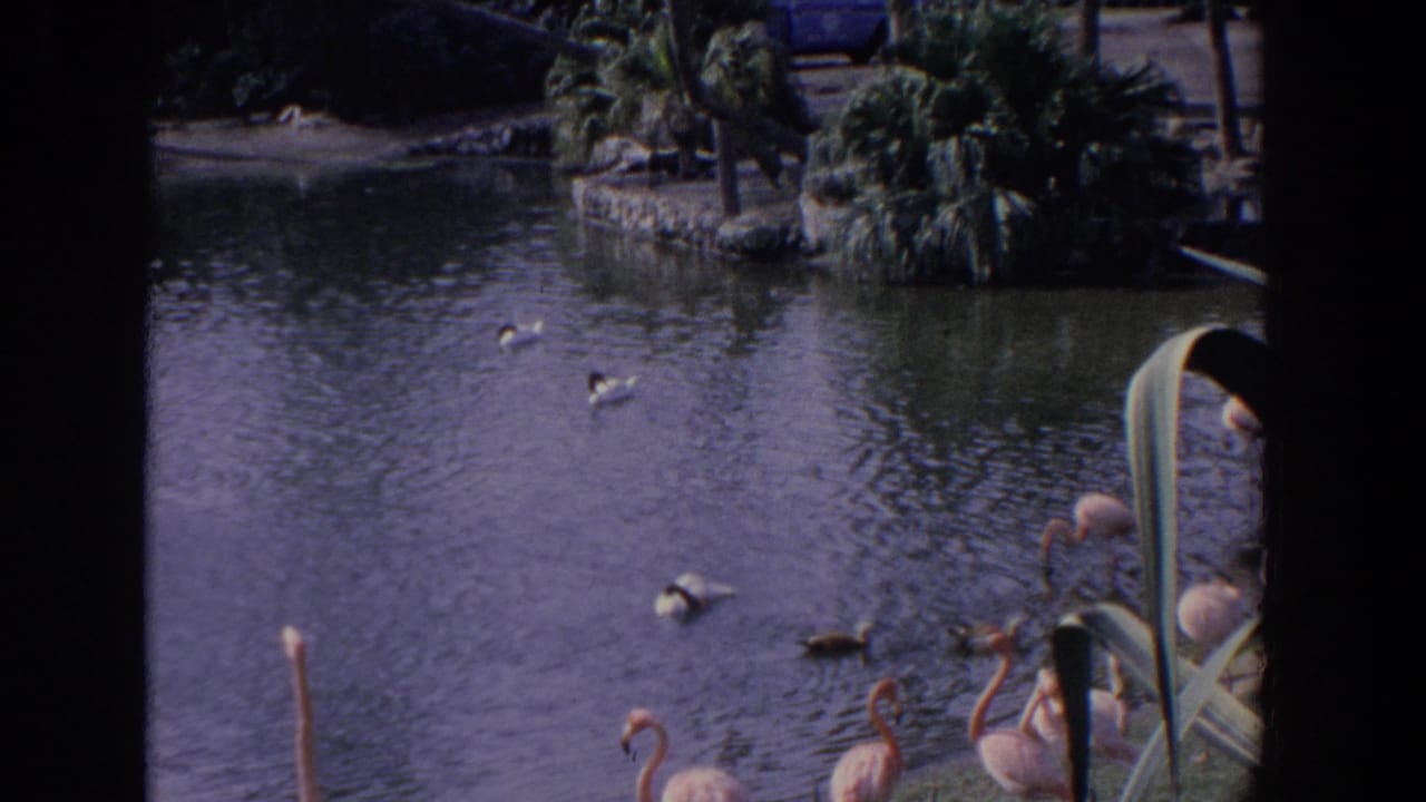 Ducks swim across open pond water while flamingos stand near the right edge.