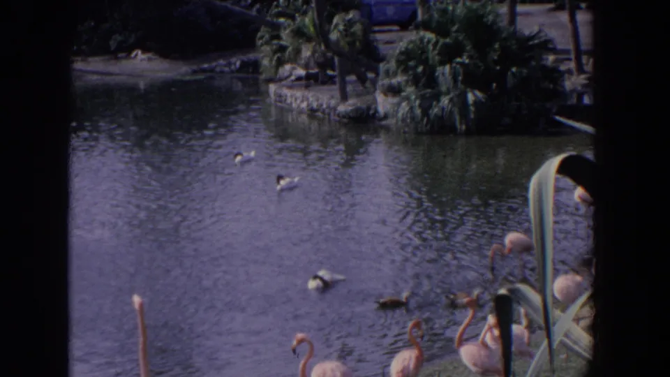 1958 Florida home-movie frame with ducks on rippled pond water and flamingos partly visible near a curved structure at the edge.