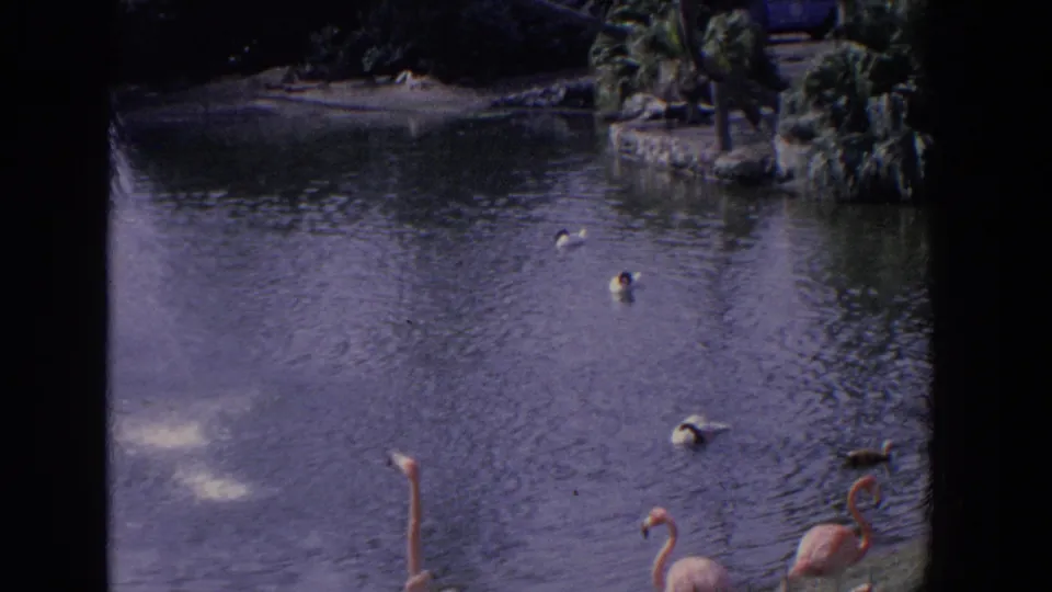 1958 Florida 8mm frame looking over a tropical pond with ducks on the water and flamingos cropped along the lower edge.