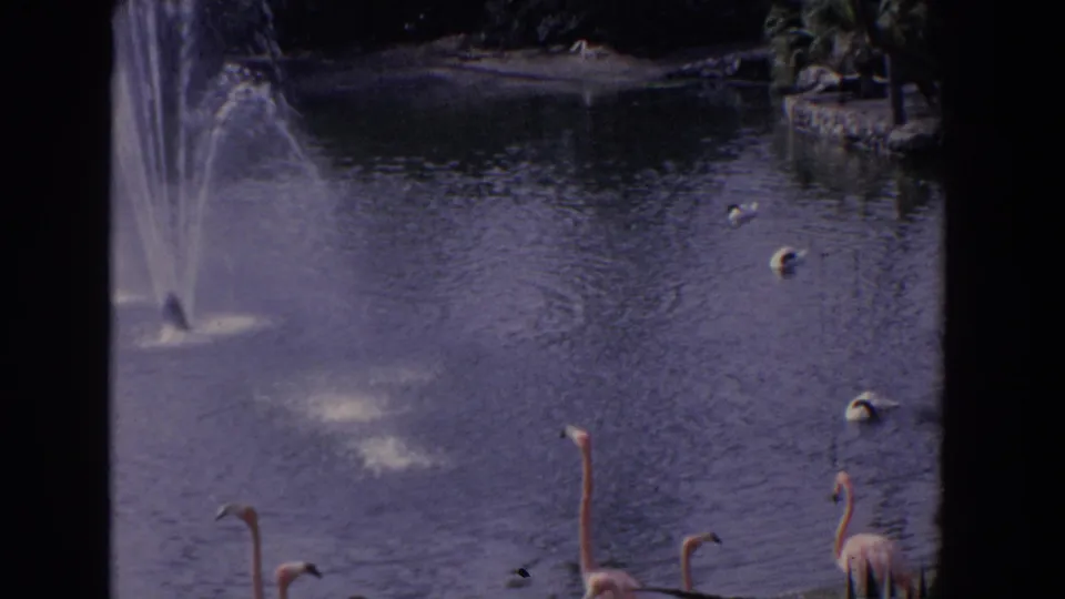 1958 Florida home-movie frame showing a fountain spraying into a pond as ducks swim and flamingos stand along the lower edge.