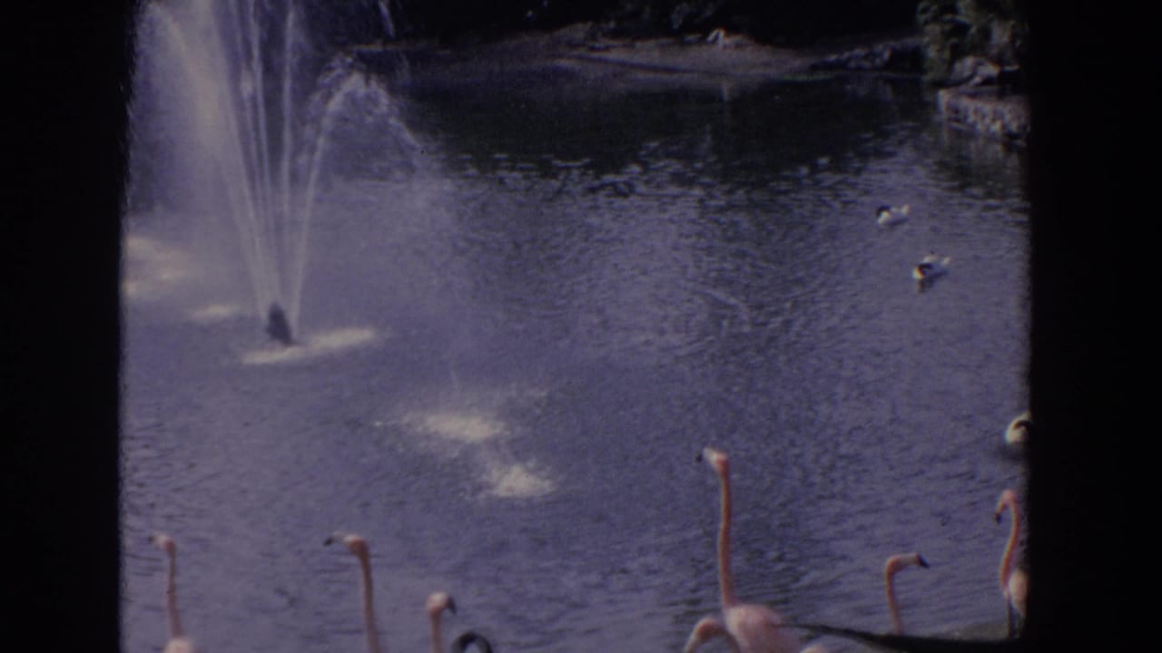 Fountain spraying into a pond with flamingos and other birds near the water edge.