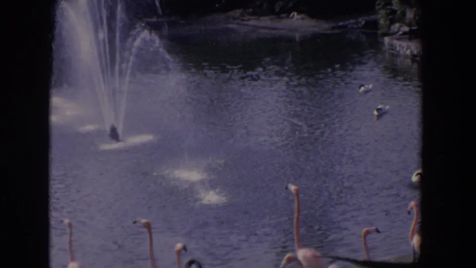 1958 Florida 8mm frame showing a pond fountain with flamingos and other birds gathered near the enclosure edge.