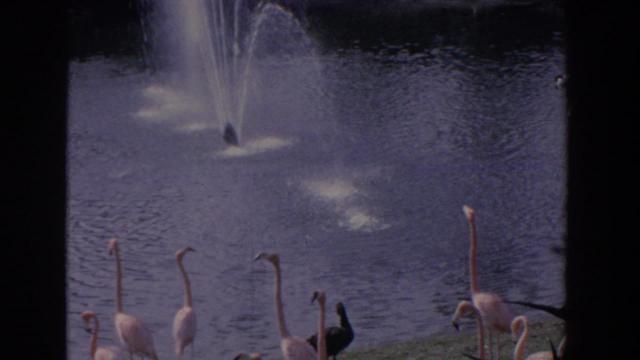 1958 Florida zoo-attraction view with flamingos and a dark bird along the pond edge beneath a spraying fountain.