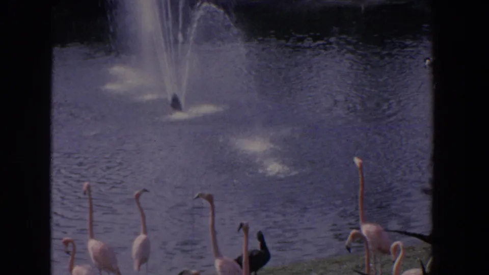 1958 Florida zoo-attraction view with flamingos and a dark bird along the pond edge beneath a spraying fountain.
