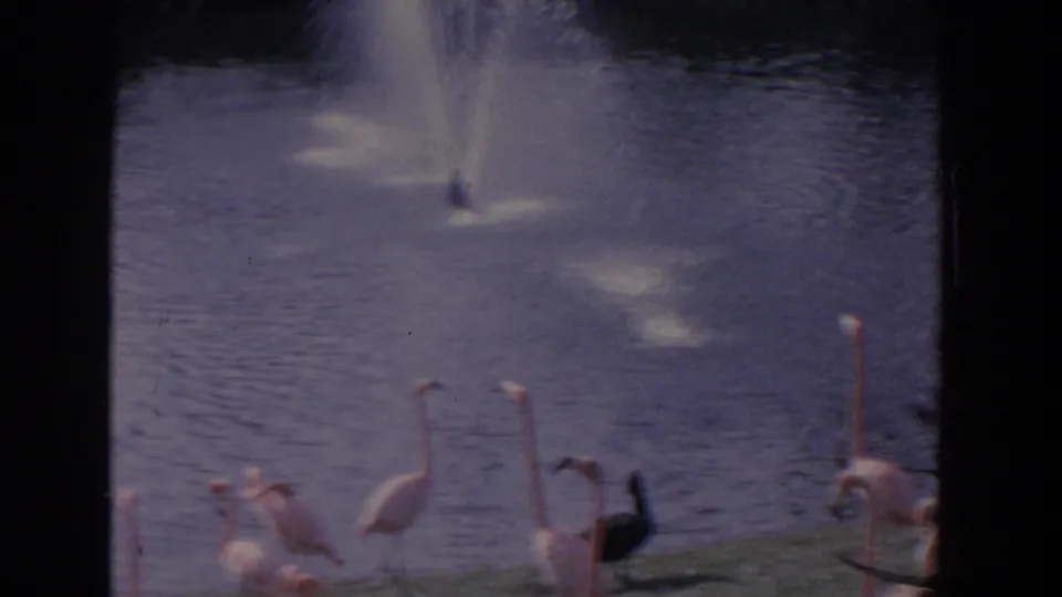 1958 Florida 8mm frame of flamingos beside a fountain pond, with soft focus and muted home-movie color.