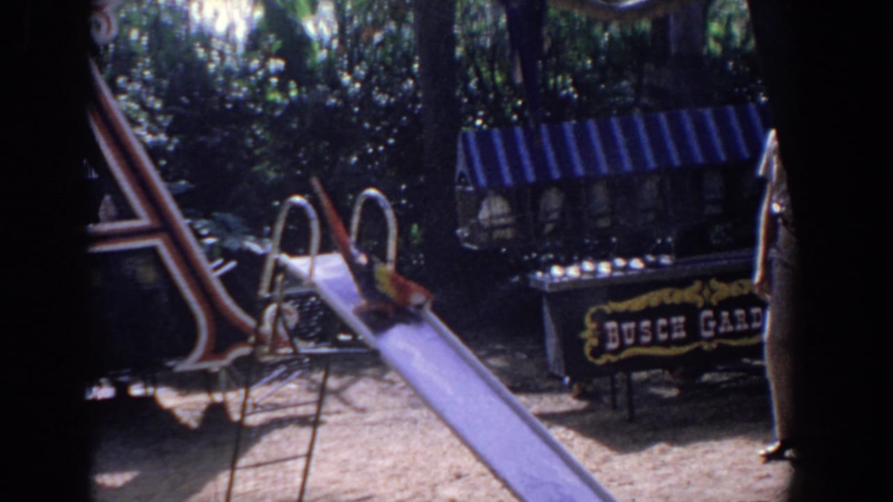 The macaw slides down the purple playground slide while a visitor stands nearby and the Busch Gardens sign remains visible behind it.