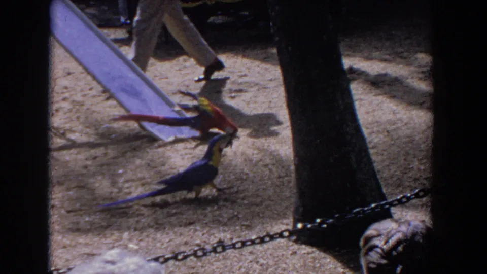 A macaw nears the bottom of the slide while another colorful bird stands on the sandy ground and an adult walks through the frame.