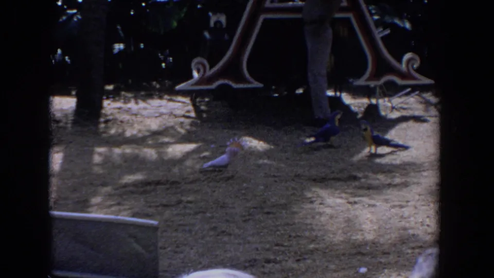 Two birds remain on the sandy ground near the slide and painted attraction structure, with visitor legs visible at the edge of the frame.