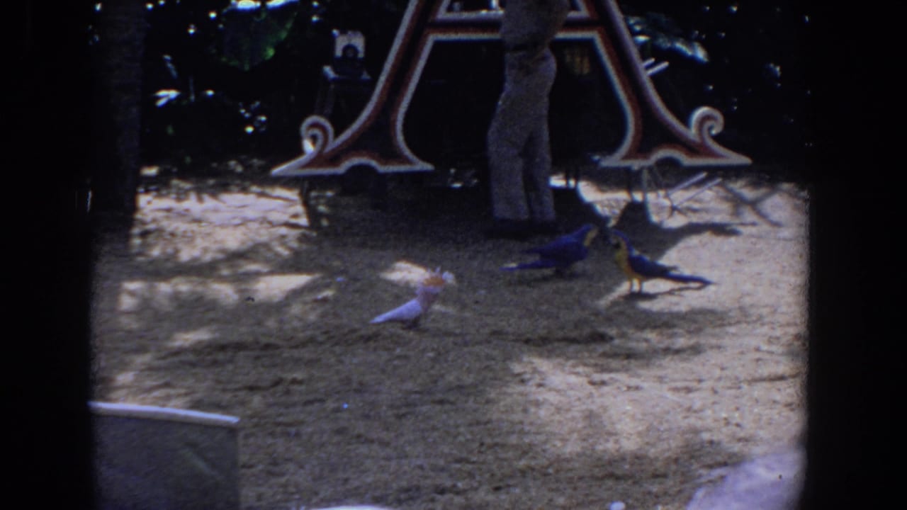 Colorful birds roam on sandy ground near a large ornate letter A and an adult's legs.