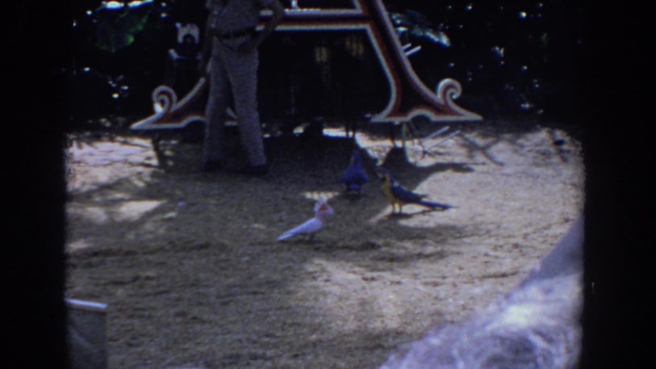 Several birds stand near an ornate letter A while a person in light pants is partly visible.