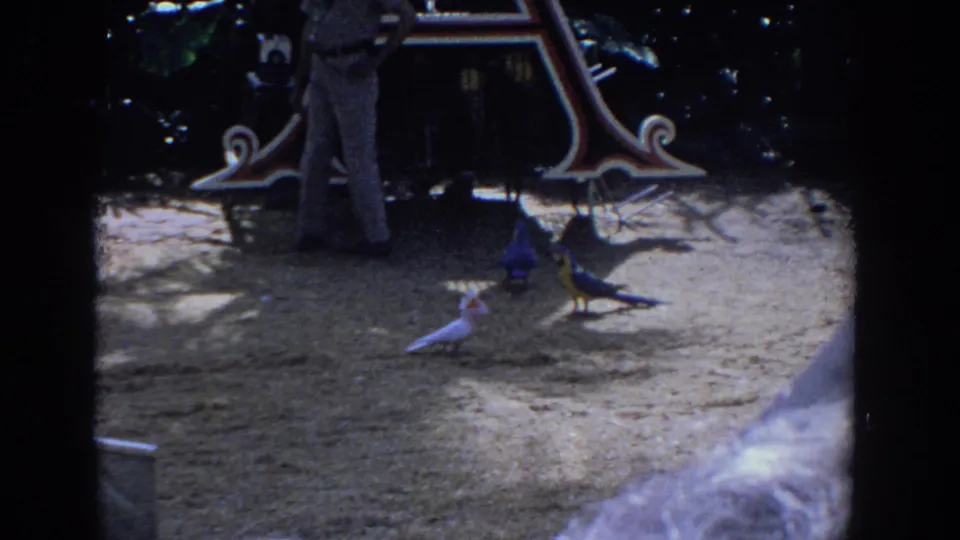 1958 Florida home-movie frame with colorful birds on sandy ground, a partially visible adult, and decorative letter A signage.