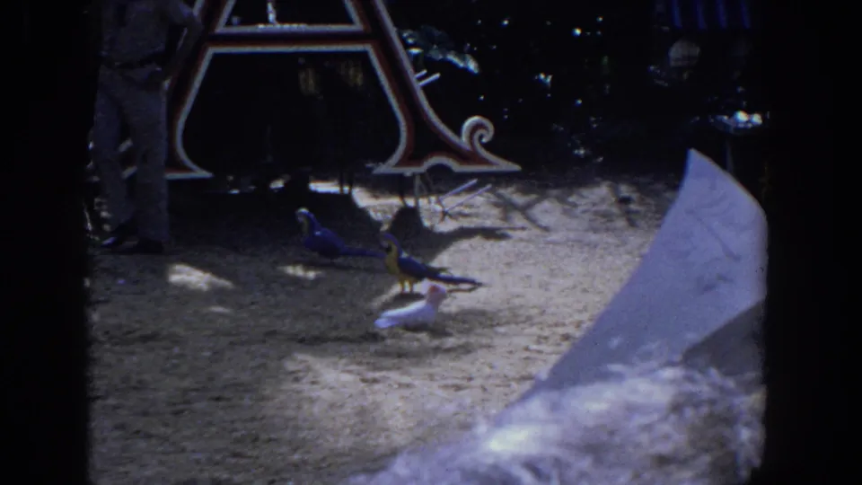 1958 Florida 8mm frame showing birds near the ornate letter structure, partly obscured by a pale foreground object.