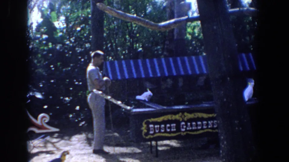 A light-clothed adult stands beside white birds near a Busch Gardens sign in 1958 Florida home-movie footage.