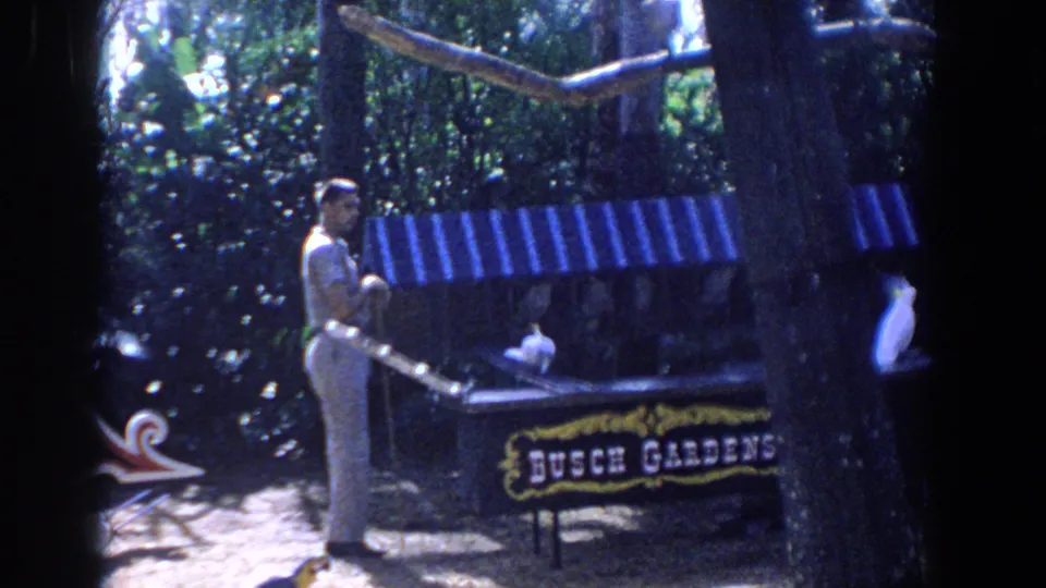 1958 Florida 8mm frame showing an adult near white birds, trees, striped awning, and Busch Gardens signage.