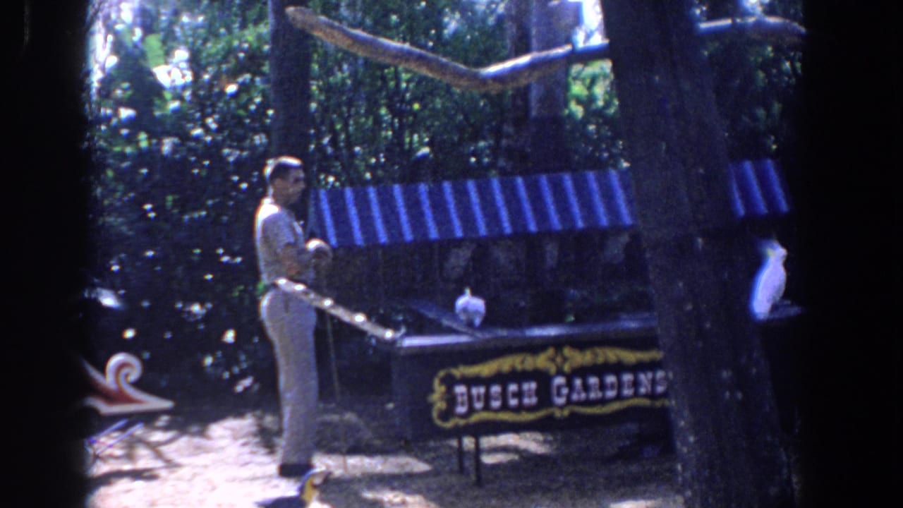 Uniformed handler stands beside a white cockatoo on a perch at an outdoor Busch Gardens show.