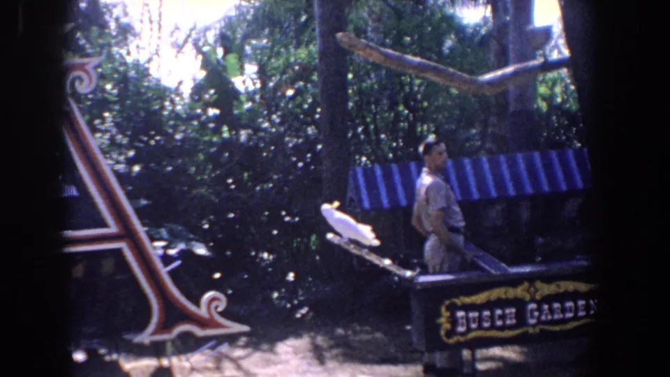 1958 Florida home-movie frame showing the cockatoo on its stand beside a uniformed handler at Busch Gardens.